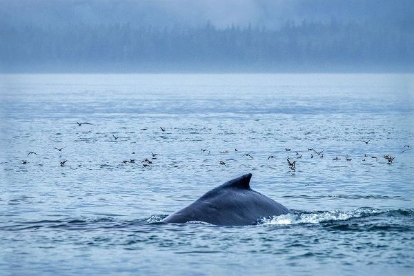 Humpback Whale-Ernest Sound-Wrangell-Alaska-USA
